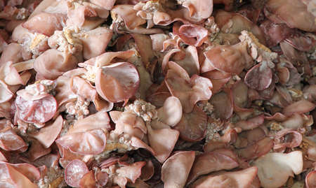ear mushroom farm 1