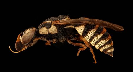 Wasp, Wasp Macro specimen, Flying insect , side, Fun wasp from Kruger National Park.の写真素材