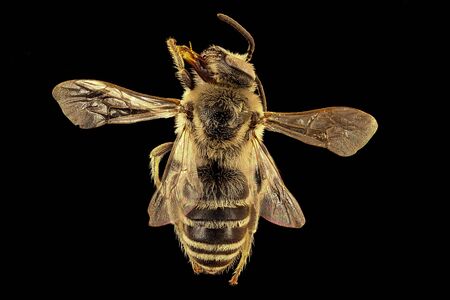 Colletes robertsonii, beeÂ Macro specimen, Flying insect , side front backの写真素材