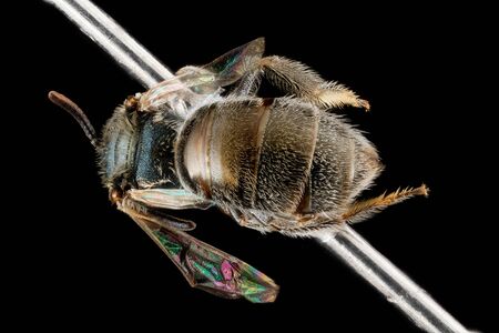 Lasioglossum tamiamense, beeÂ Macro specimen, Flying insect , side front back, This bee is from...