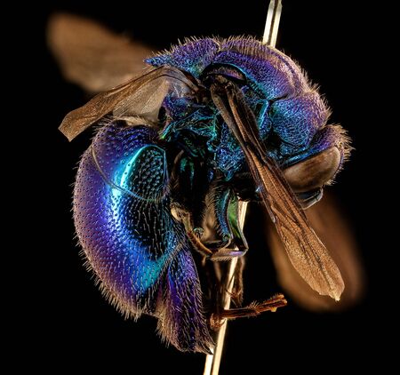 blue jewel bee, beeÂ Macro specimen, Flying insect , side front back, A very large Chrysidid Wasp...