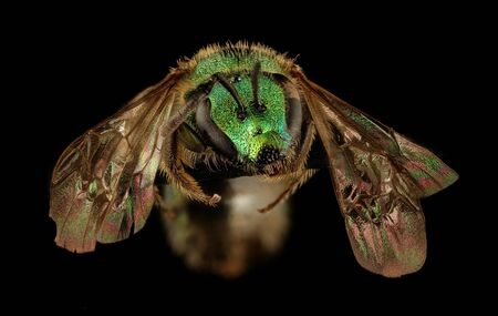 bee Macro , Closeup of face fluffy head of bee, Flying insectbee Macro lens, Closeup of face fluffy head of bee, Flying insect,A small but blingiful green bee.の写真素材