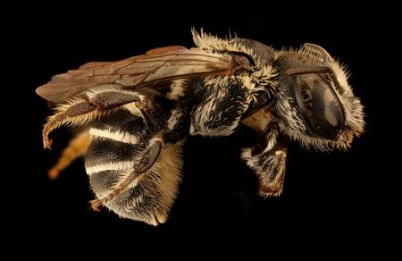 beeÂ Macro specimen, Flying insect , side front backの写真素材