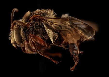 Mesoplia rufipes, beeÂ Macro specimen, Flying insect , side front back, this is a nest parasite of Centris species,の写真素材