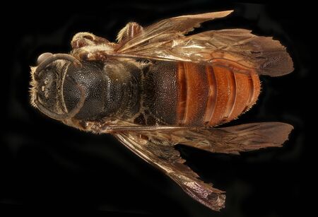 Spatunomia rubra, bee Macro specimen, Flying insect , side front back, This is an odd Genus of bee...
