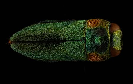Anthaxia species, insect specimen, Flying insect , side, Another lovely Buprestid from Kruger National Park in South Africa.の写真素材