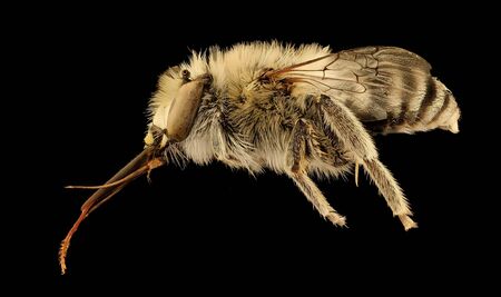 beeÂ Macro specimen, Flying insect , side front back
