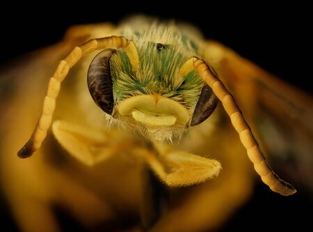 Agapostemon nasutus, bee Macro , Closeup of face fluffy head of bee, Flying insectbee Macro lens, Closeup of face fluffy head of bee, Flying insect, Gliding in from Costa Rica comes a moderalely large, moderately green bee.の写真素材