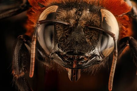 Xylocopa flavorufa, beeÂ Macro specimen, Flying insect , side front back, A lovely reddish haired carpenter bee from Kruger National Park.の写真素材