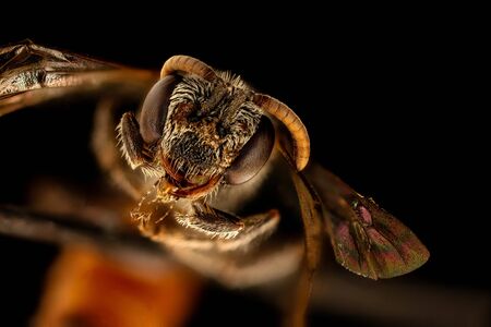 Sphecodes fattigi, bee Macro , Closeup of face fluffy head of bee, Flying insectbee Macro lens, Closeup of face fluffy head of bee, Flying insect, Red Butts. Red abdomens are not super common in the bee world.の写真素材