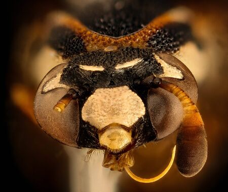 Wasp,Closeup of face  head of Wasp, Fun wasp from Kruger National Park.の写真素材