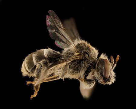 Epeoloides pilosulus,bee Macro specimen, Flying insect , side front back