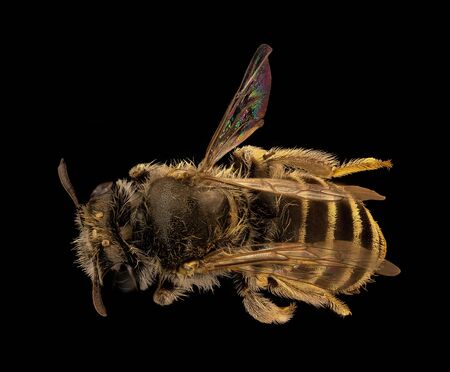 Meliturgula scriptifrons,beeÂ Macro specimen, Flying insect , side front back, here is a common...