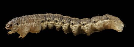 Agrotis ipsilon - Black Cutworm, side - major crop pest. terrifying insect, Macro specimen
