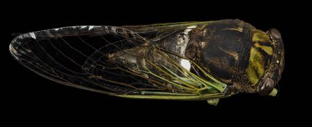 Tibicen tibicen, Cicada Macro specimen, Flying insect, side