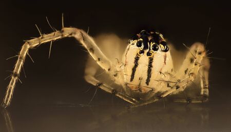 VERY SMALL spiders Macro specimen, insect, face