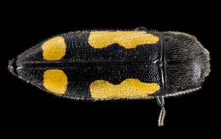 black with yellow Beetle Macro specimen, Flying insect, backの写真素材