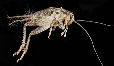 Japanese Burrowing Cricket Macro specimen, Flying insect, side