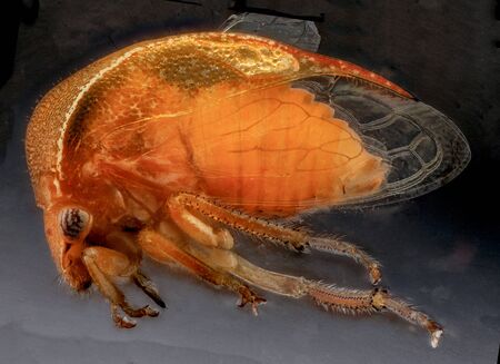 species of Treehopper collected in the Dominicanの写真素材