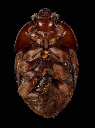 The tricky Small Hive Beetle, Macro specimen, Flying insect, front