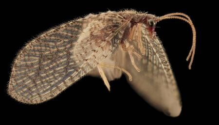Brown Lacewing, Symperhobius species? Note the very lovely carved brass mesh eye, Beltsville, Marylandの写真素材
