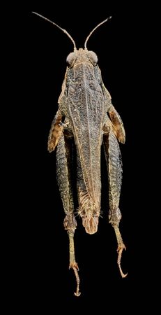 Black-sided Pygmy Grasshopper (Tettigidea lateralis) Macro specimen, Flying insect, backの写真素材