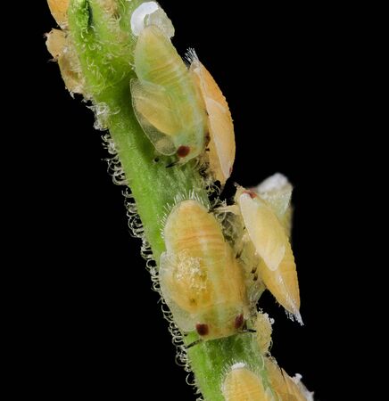 Citrus Psyllid adults (including a recently emerged white adult) Macro specimen, Flying insect, larvae of Diaphorina citri whichの写真素材