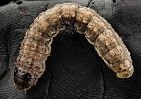 Agrotis ipsilon - Black Cutworm, curled - major crop pest. terrifying insect, Macro specimen