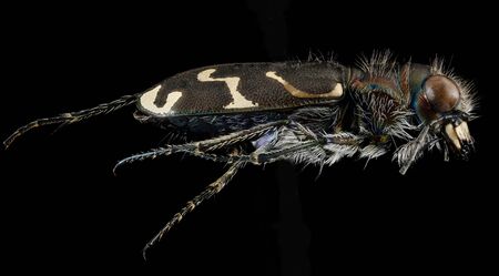 Tiger Beetle from one of the old sand mines that line the Patuxent River, Macro specimen   , Flying...