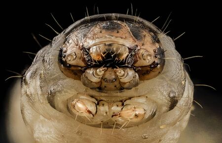 Agrotis ipsilon - Black Cutworm, head - major crop pest. terrifying insect, Macro specimenの写真素材