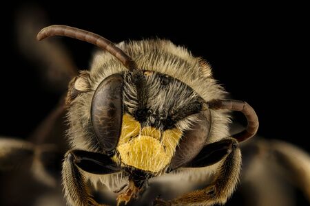 Macropis ciliata, bee Macro , Closeup of face fluffy head of bee, Flying insectbee Macro lens,...