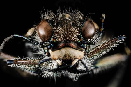 Tiger Beetle from one of the old sand mines that line the Patuxent River, Macro specimen   , Flying insect , faceの写真素材