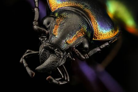 Fiery Searcher. Calosoma scrutator hunts caterpillars Macro specimen, Flying insect, head