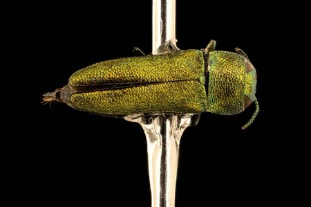 Buprestidae species Insect specimen, Beetles from Kruger National Park in South Africa