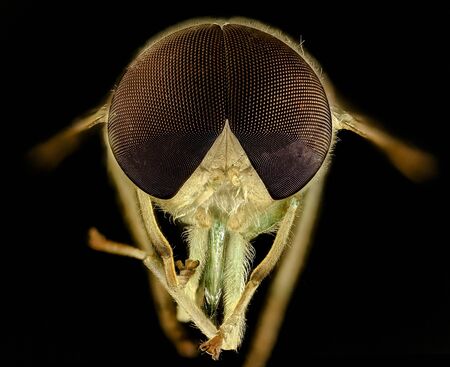 A beautiful pale white and green horse fly from North Carolina, Chlorotabanus crepuscular Macro...