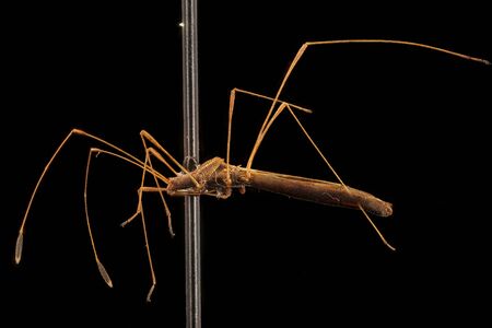 A small stilt bug in its thin glory from the Kenilworth Aquatic Gardens Macro specimen, sideの写真素材