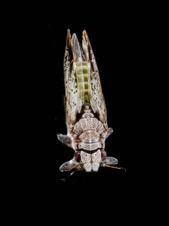Citrus Psyllid adults (including a recently emerged white adult) Macro specimen, Flying insect, back