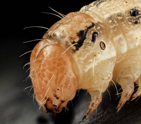 Helicoverpa zea - Corn Earworm,  terrifying bug, Macro specimen