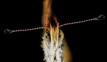 Pearl Crescent Macro, Closeup of face head of insect