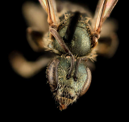 Closeup of face fluffy head of bug, Flying insect