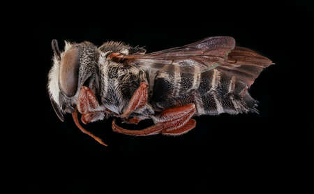 Closeup of face fluffy head of bug, Flying insect