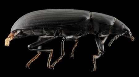 Tenebrionidae, found at night chewing on a small patch of shelf fungi on a stump in Upper Marlboro,...