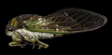 Tibicen tibicen, Cicada Macro specimen, Flying insect, sideの写真素材