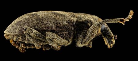 Rhinocyllus conicus  Macro specimen, Flying insect, sideの写真素材