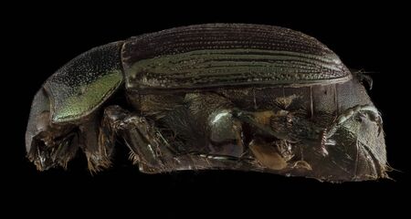 Callistethus marginatus - A scarab beetle in the Shining Leaf Chafer subfamily of the Scarab...