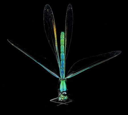Calopteryx maculata, Ebony Jewelwing Macro specimen, Flying insect, back