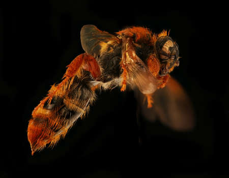 Closeup of face fluffy head of bug, Flying insectの写真素材