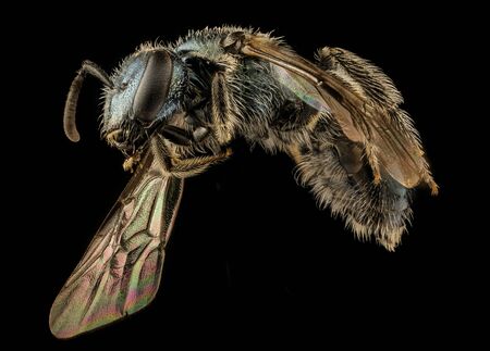 Lasioglossum coeruleum, bee Macro specimen, Flying insect , side front back