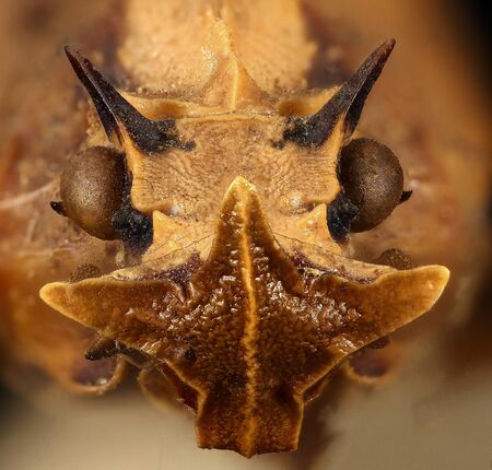 Phrictus diadema, Another dragon fulgorid, Macro specimen, face