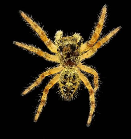 jumping spider Insect Macro specimen